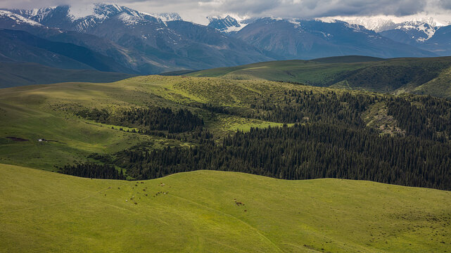 Landscape Kazachstan, ASSI, mountain, trees, green, clubs, trevel, 