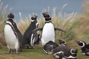 Magellanic penguins in a group on the Falkland Islands © willtu