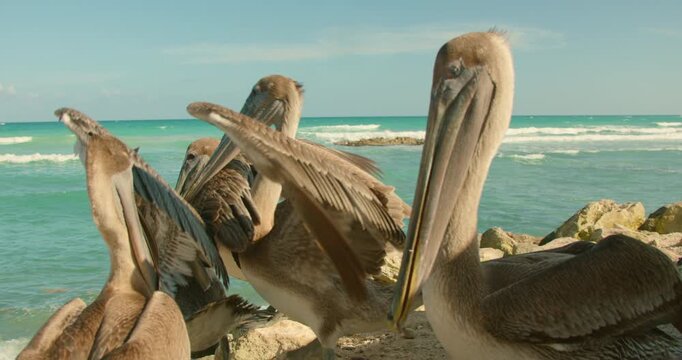 Flock of brown pelicans gathering on the rocky coastline of the tropical sea