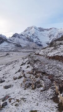 Cinematic alpaca standing in snowy mountain landscape during winter