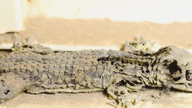 Mummified Gecko Lizard Covered in Dust and Sand Resting on an Indoor Windowsill
