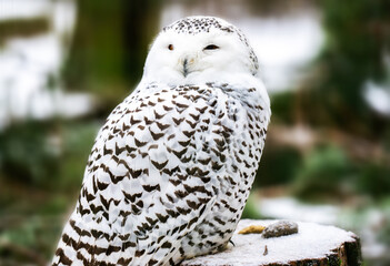 Obraz premium Arctic White Owl Perched On A Weathered Tree Stump And Rotating Its Head In Winter