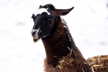 Fototapeta premium Adorable Face Of Lama In Winter