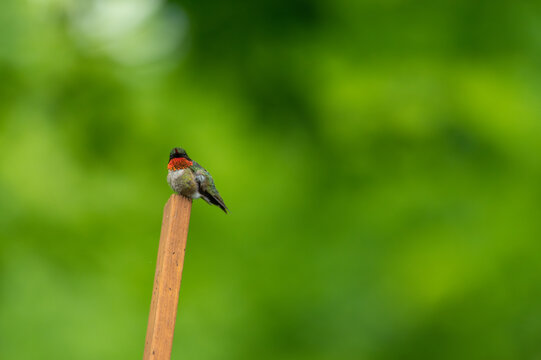 Ruby-Throated hummingbird - Archilochus colubris
