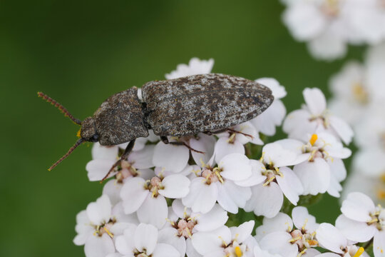 Closeup on an adult imago  mottled dingy-brown click beetle, Agrypnus murina on a yarrow flower