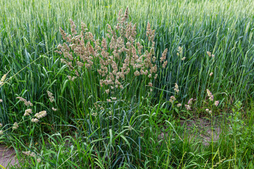 High grass bush with ears against wheat field at overcast © An-T