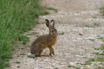 Lièvre d'Europe (Lepus europaeus) © JF Gazeilles
