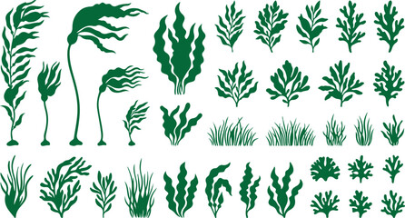 Green seaweeds kelp and marine algae vector silhouette mega set © SHARMIN