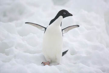 Obraz premium Adelie penguins with wings spread on an Antarctic iceberg