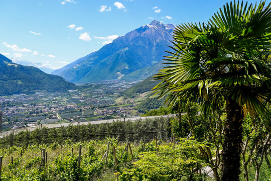 Algund, Dorf Tirol, Weinberg, Weinpergola, Schloss Tirol, Wanderweg, Spazierweg, Waalweg, Aussicht, Apfelb&auml;ume, Palme,  Vinschgau, S&uuml;dtirol, Texelgruppe, Promenade, Sommer, Fr&uuml;hsommer, Italien 
