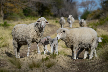 Naklejka premium Flock of sheep in rural environment,Patagonia,Argentina