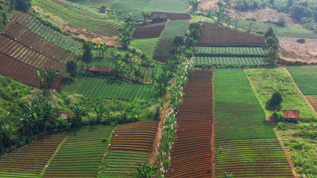 Aerial view of terraced agricultural fields with green crops and brown soil on a hillside in Sukabumi, West Java, Indonesia.