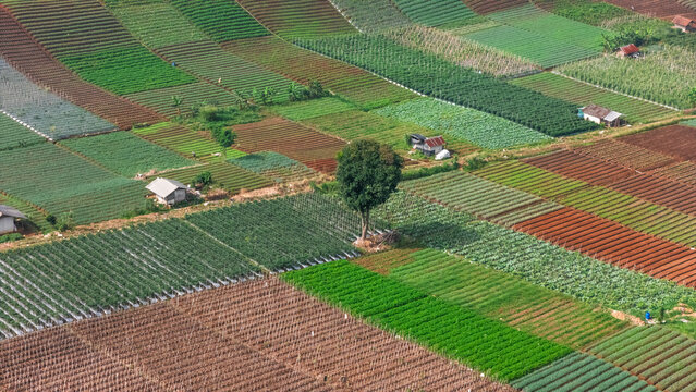 Aerial view of patterned agricultural fields, farm huts and a single tree on a hillside, Sukabumi, West Java, Indonesia.