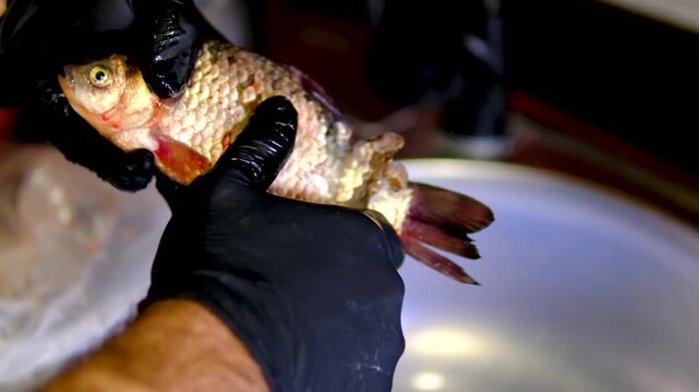Traditional fried crucian carp recipe from cleaning and seasoning to pan frying and serving homemade fish meal step by step cooking process. full cycle of cooking fresh crucian carp
