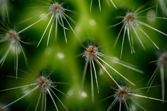 Macro close-up of green cactus spines