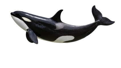 Orca whale swimming, isolated on transparent background © Adrian