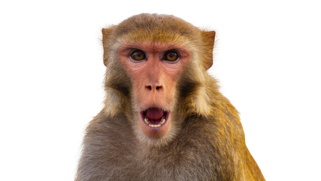 Surprised rhesus macaque monkey face with open mouth, isolated on transparent background