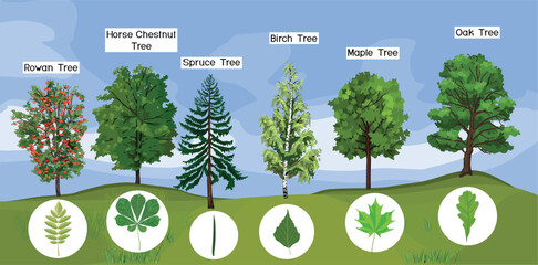 European forest trees set (Sorbus, Aesculus, Picea, Betula, Acer, Quercus) with leaf types infographic vector illustration © Kazakova Maryia