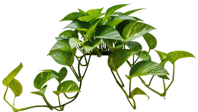 Vibrant green pothos plant with variegated leaves, isolated on transparent background
