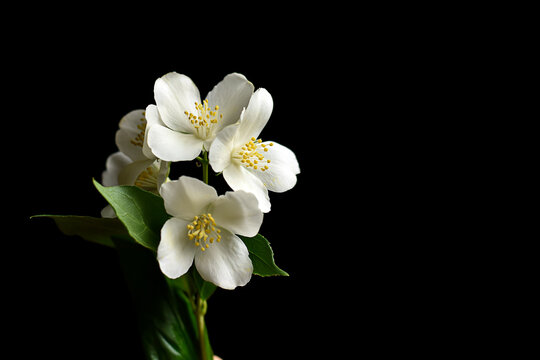 White jasmine flowers with green leaves on black background.Branch of white blooming jasmine isolated on black. Summer, spring, floral bakground.