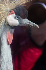Obraz premium Extreme close-up side profile of a Grey Crowned Crane (Balearica regulorum) detailing its golden crest and blue eye, set against an out-of-focus background with a human observer.