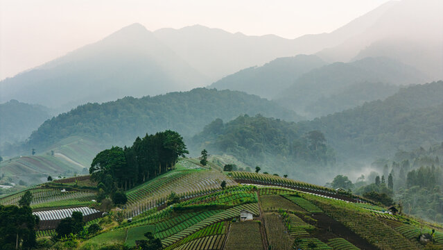 Aerial view of terraced agricultural fields on rolling hills with misty mountains in the background and lush tropical vegetation in the region of Sukabumi, West Java, Indonesia.