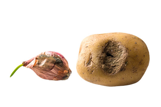 selective  focus of dry potato and onion.
