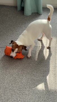 Jack Russell Terrier dog playing with a rubber toy at home.