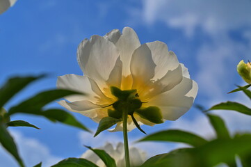 Obraz premium White peony variety 