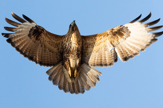Wild eastern buzzard bird flying in blue sky with spreading wings in south korea.