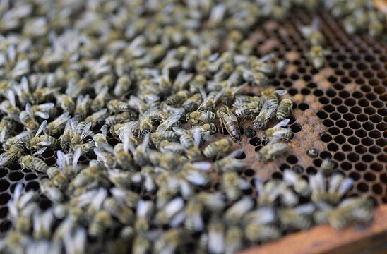 Macro Close-Up of Honeybee Colony on Honeycomb Frame Featuring Queen Bee Surrounded by Worker Bees During Hive Inspection