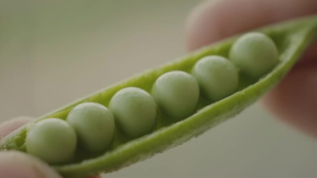 Close-up of hands peeling open a green pea pod revealing round green peas inside, showcasing the natural texture and vibrant color of the fresh produce in a bright setting