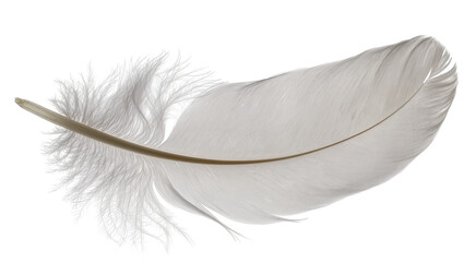 Delicate white feather with fluffy barbs, isolated on transparent background © Nicolas