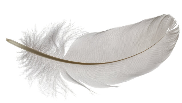 Delicate white feather with fluffy barbs, isolated on transparent background