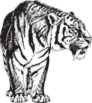 Powerful Smilodon Saber Toothed Cat illustration in black and white with a fierce expression for ancient wildlife concepts