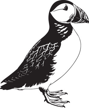 Puffin bird silhouette diving underwater with webbed feet visible in a clean graphic style