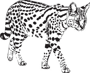 Serval feline walking with spotted coat against a white background in a clean illustration style © SD DESIGN STUDIO