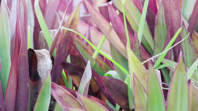 close up of a green and purple plant