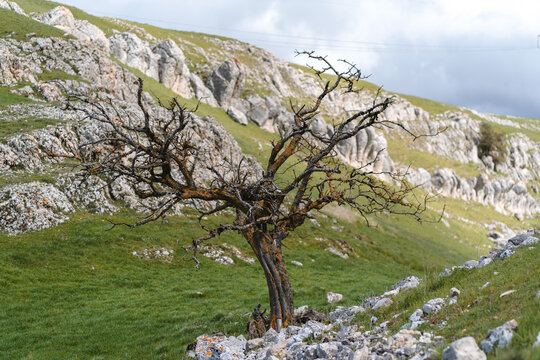 Barren tree on grassy hillside with rocky formations near Monasterio de Rodilla Spain