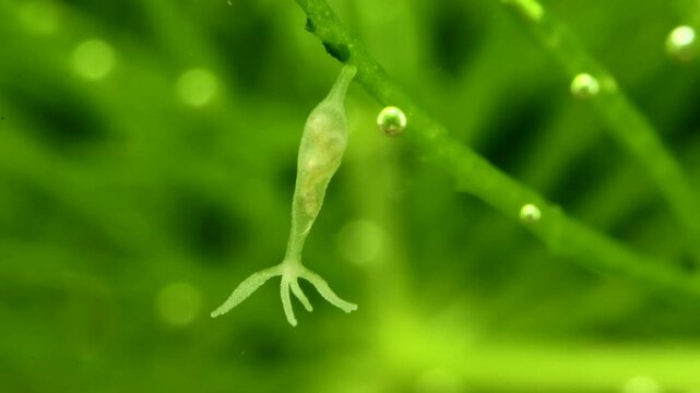 Hydra in a freshwater pond, digesting a chironomid larva that it has swallowed whole, showing bulge in stomach, macro close-up. 