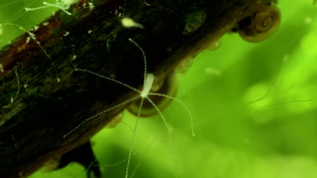 Hydra in a freshwater pond, face-on view of a with delicate tentacles slowly wavering as copepods swim past, macro close-up. 