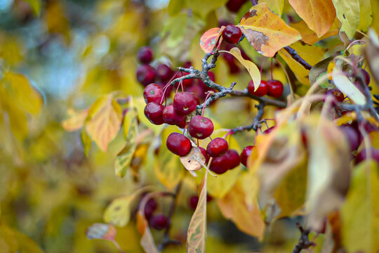 Crabapple or Malus eryngii on the tree