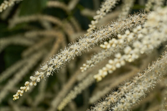 Aruncus (Latin Aruncus) blooms in the garden. Inflorescences of the Aruncus.