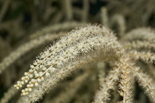 Aruncus (Latin Aruncus) blooms in the garden. Inflorescences of the Aruncus.