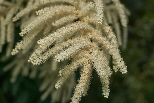 Aruncus (Latin Aruncus) blooms in the garden. Inflorescences of the Aruncus.