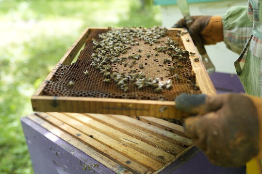 Close-Up of Healthy Bees Covering Honeycomb Frame Held by Beekeeper During Hive Inspection in Summer Apiary for Honey Production