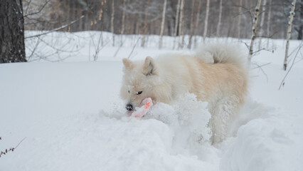 Fototapeta premium A Samoyed dog plays with a puller on a winter walk.