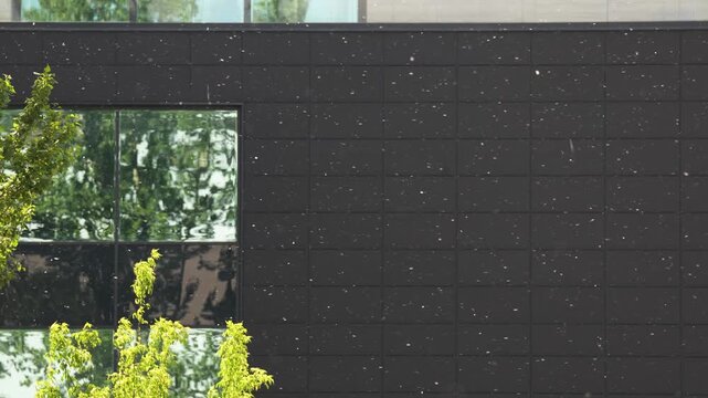 Fluffy poplar seeds flying in air at summer. Poplar fluff is dangerous because it is a major carrier of pollen, common cause of household fires, threat to eye health, cause of equipment malfunctions