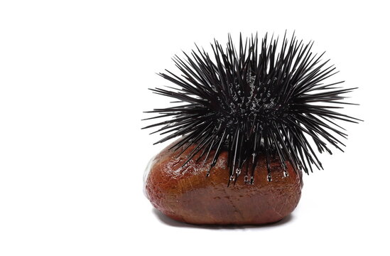 Black sea urchin on stone, Arbacia lixula, isolated on white background, side view