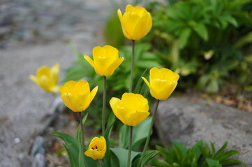Fototapeta premium yellow and red tulips